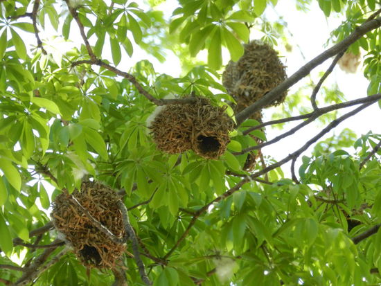 Webervogelnester