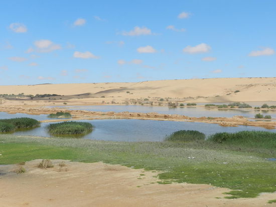 Blick über den Saguia el Hamra in Richtung Wüste