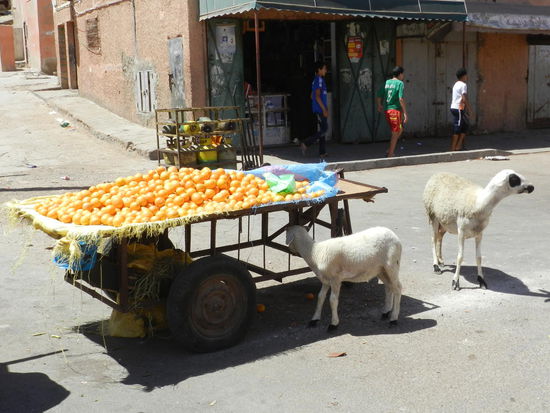 Schafe suchen Schatten auf dem Markt
