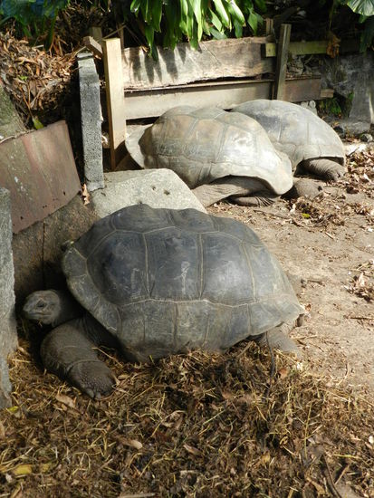 Riesenschildkroeten gibt es auf der Insel auch, ich habe jedoch nur welche in Gefangenschaft, hier im Garten meines Guesthouses, gesehen