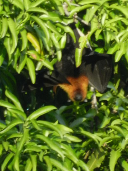 Von meiner Veranda aus konnte ich Flughunde in einm Mangobaum beobachten. Leider konnte ich sie nicht schaerfer heranzoomen.