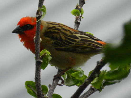 Es ist schwierig, diese netten Gesellen mal ruhig vor die Kamera zu bekommen, aber nett anzusehen sind sie allemal.