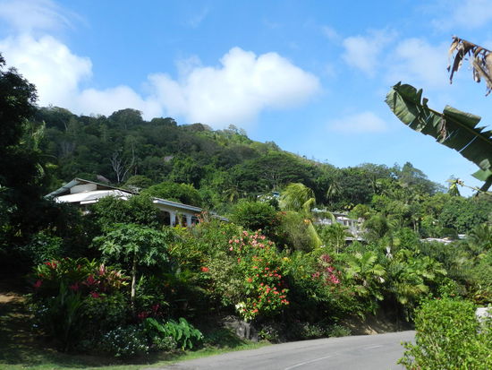 Urwaldaehnlicher Bewuchs findet sich rings um die wenigen Hotelanlagen und Haeuser des Ortes.