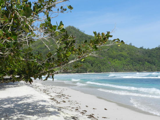 Das sind die Bilder, die man mit den Seychellen verbindet. Schoener, leerer Strand, Wellen und Palmen.