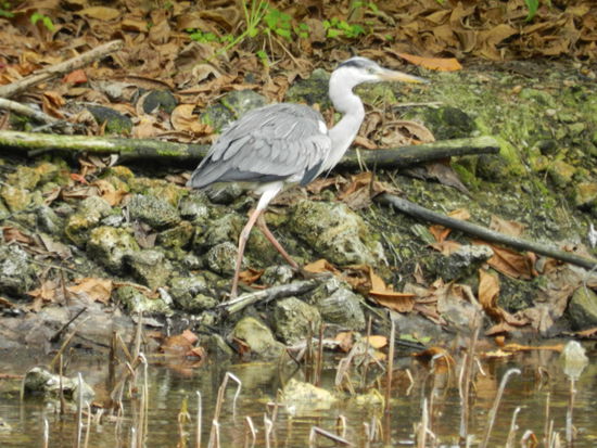 Ein einsamer Reiher auf der Suche nach unachtsamen Fischen oder Fröschen