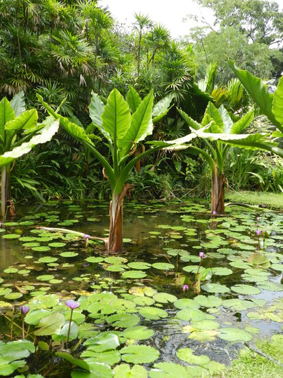 Ein kleiner Teich beherbergt Wasserpflanzen