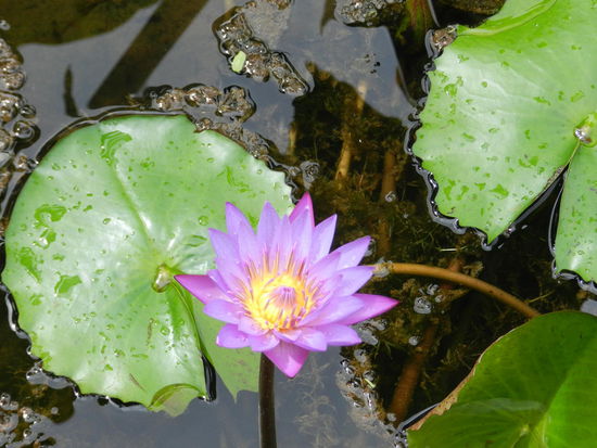 Sie wirken immer wieder schön - Seerosen im Sonnenlicht