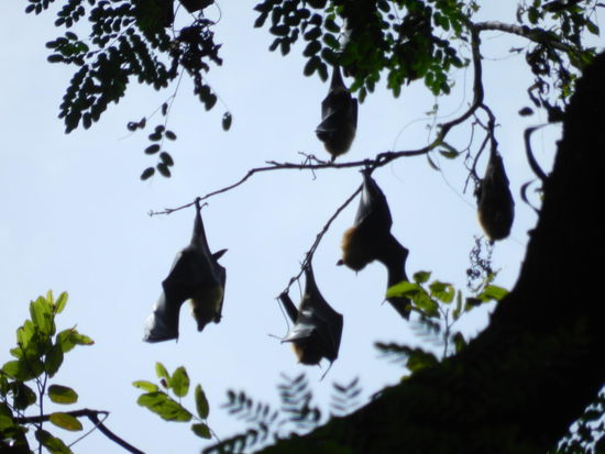 Flughundkolonie in den Baumwipfeln