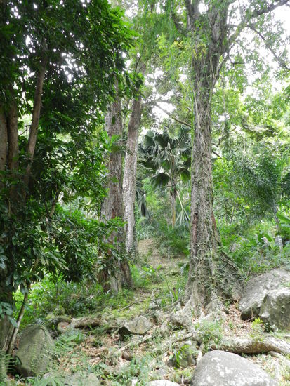 An manchen Stellen wirkt der botanische Garten wie ein Urwald.