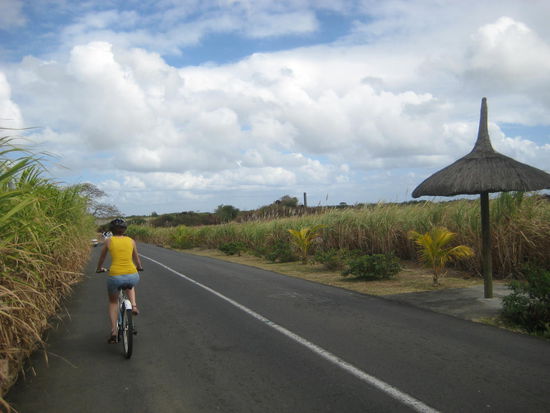 Das Zuckerrohr steht z.T. so hoch, dass man nicht hinüber sehen kann.
