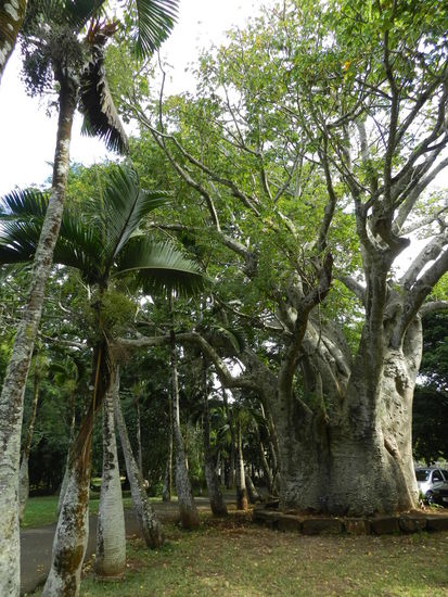 Dieser Baobabbaum (rechts) soll über 250 Jahre alt sein.