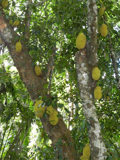 Diese Baumfrucht heißt Stinkfrucht, da sie in reifem Zustand sehr unangenehm riecht, aber dennoch gut schmecken soll.