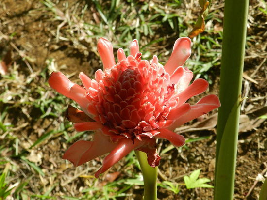 Dieses Gewächs heißt Porzellanblume - und genauso fühlt sie sich auch an.