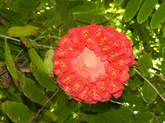 Die venezolanische Rose.