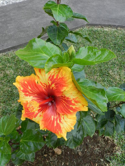 ... und zum Abschluss noch eine Blume aus dem Museumsgarten.