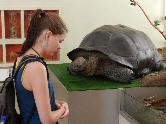 Riesenschildkröte im naturhistorischen Museum