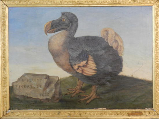Der Nationalvogel Mauritius´: der Dodo, ein flugunfähiger Laufvogel