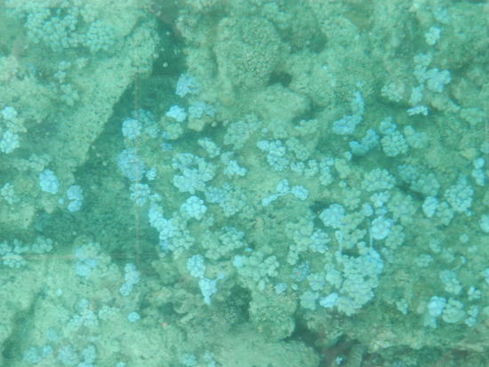 Blick durch das Glasbodenboot auf die überwiegend abgestorbenen Korallen vor Perybere