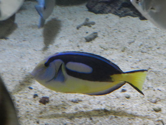 Achtung, Fake: nicht beim schnorcheln, sondern im Aquarium fotografiert!