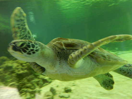 ... ebenso diese Wasserschildkröte ...