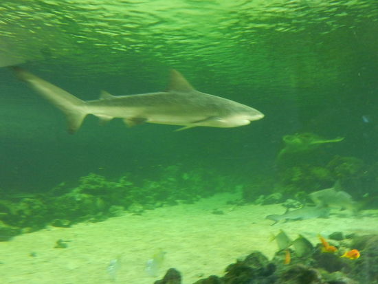 ... und dieser fröhliche Geselle.