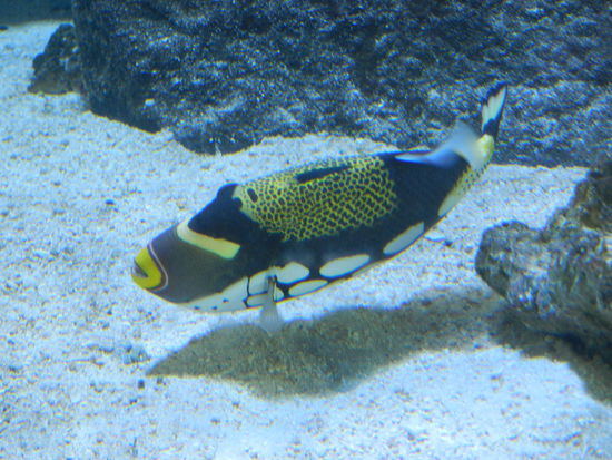 Er gefiel mir - neben dem Hai und den Walen im Meer - noch am besten.