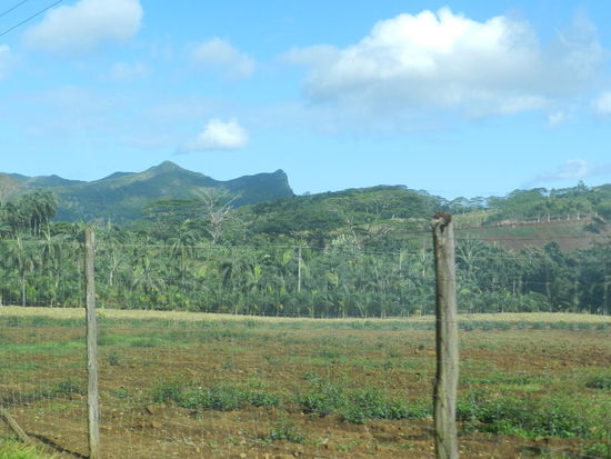 Noch sind viele Zuckerrohrfelder zu sehen. Nach und nach weichen sie jedoch Baugrundstücken und Obstanbau.