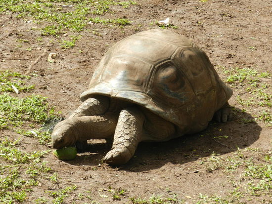 Auch Riesenschildkröten gab es zu bewundern