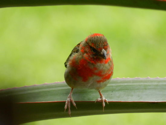 Ein "Mauritianischer Kardinal", er verändert die Farbe seines Gefieders in der Paarungszeit auf grün, wird aber später knall-kardinal-rot. Ansonsten sieht er aus wie ein Spatz bei uns 
