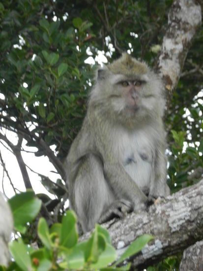 Ein Makakenäffchen im Black River Nationalpark