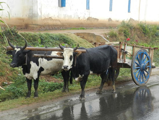 Auf dem Rückweg vom Andasibe-Nationalpark: Ochsengespann kurz vor Tana
