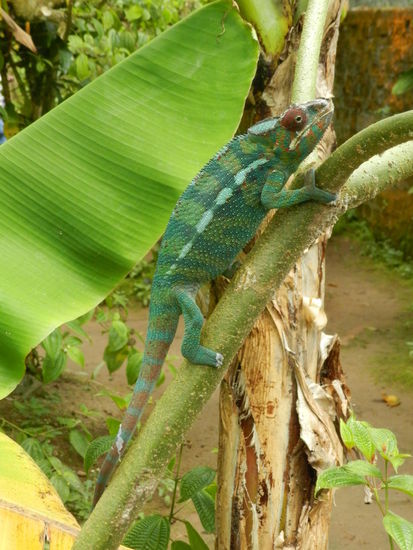 In den unterschiedlichsten Größen und Farben werden hier die heimischen Chamäleons vorgestellt.