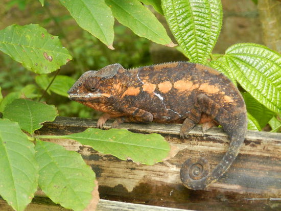 Leider kenne ich die jeweiligen Namen der Chamäleons nicht ...