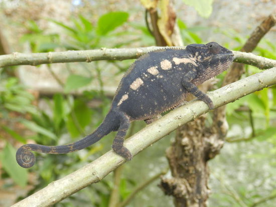 ... aber es ist überraschend, wie gut die Tiere getarnt sind. Manches mal stand ich nur einen halben Meter vor ihnen und habe sie nicht gesehen!