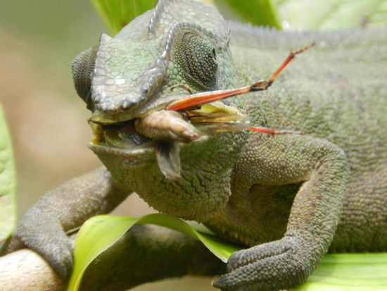 ... würde es doch so manchen Heuschrecken ähnlich gehen!