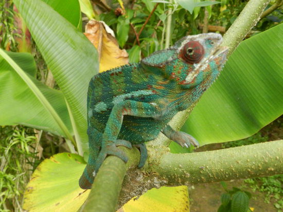 Charakteristisch für Chamäleons ist der geknickte Rücken, selbst bei den kleinsten, nur 2-3 cm langen Tieren ist es deutlich zu erkennen.