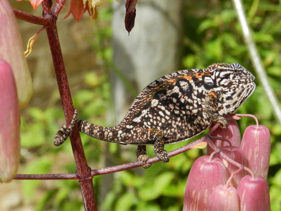 Dieses Chamäleon passt sich farblich wunderbar an eine blütentragende Staude an.