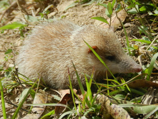 Ein Tenrek, eine Tierart, von der ich bislang noch nie etwas gehört oder gesehen hatte. Knapp 15 cm lang würde ich sie schätzen.