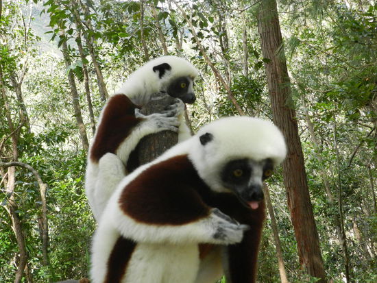 Das waren meine ersten Lemuren, die ich zu Gesicht bekam. Sie sehen ja so schon nett aus, aber wenn sie nur auf Hinterbeinen laufen, wird´s noch besser