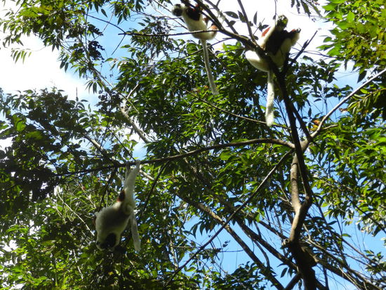 Zunächst saßen sie noch hoch oben in den Baumwipfeln, dann kamen sie langsam näher, in der Hoffnung, Futter gereicht zu bekommen