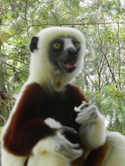 Mit einer Autofokuskamera Tiere aus nächster Nähe zu fotografieren ist außerordentlich schwer. Viel zu schnell bewegen sich die Tiere, viel zu langsam reagiert der AF. Und so sind die schönsten Motive leider manchmal etwas unscharf.