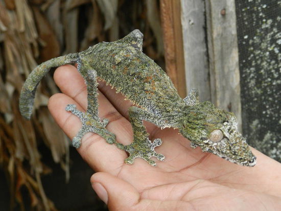 Ein nachtaktiver Gecko, sitzt er auf einem Ast, ist er kaum zu erkennen.