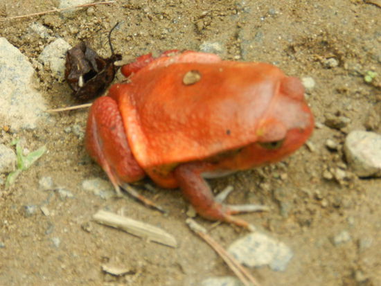 Interessante Farben haben die Frösche hier.