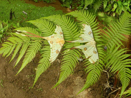 Diese Nachtfalter leben leider nicht mehr...