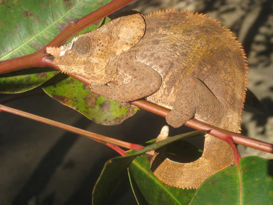 Und er hier saß vor meinem Zimmer auf einem Baum und sonnte sich.