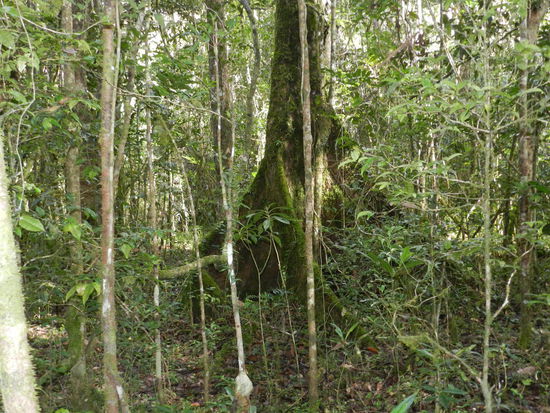Ein kleiner Eindruck des Ur-Regenwaldes.