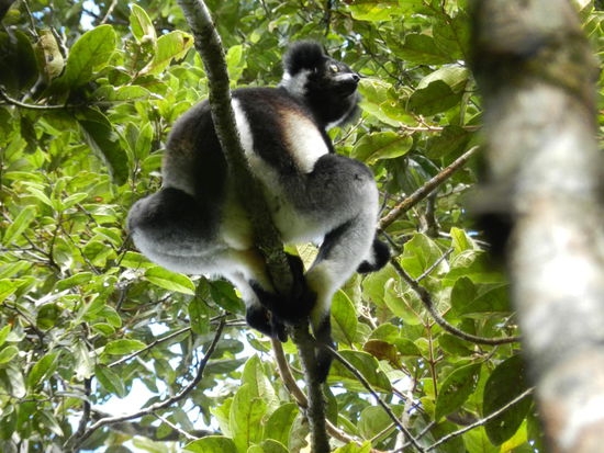 Ein Indri-Indri ist gut zu erkennen, denn er hat nur einen kleinen Stummelschwanz.