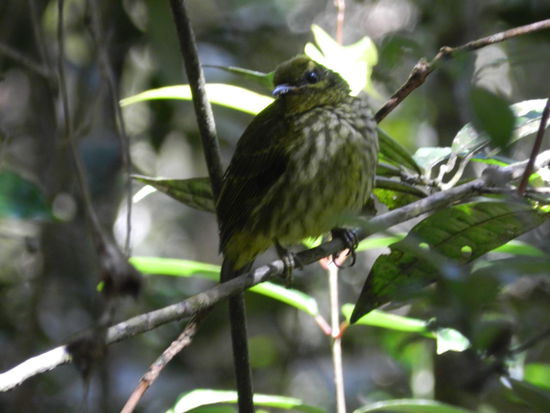 Selten bekommt man einen Vogel zu Gesicht.