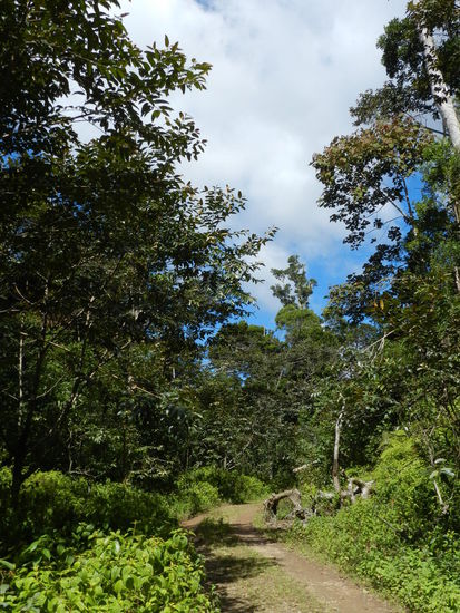 Am Ende des Rundwanderweges lichtet sich der Wald wieder und Lehmwege führen zum Parkplatz