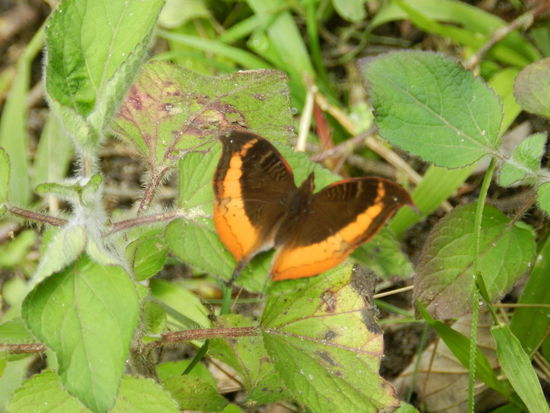 Zwischendurch gibt es auch schon mal einige Falter zu sehen.